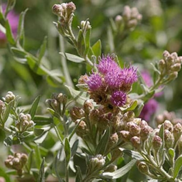 Rasna