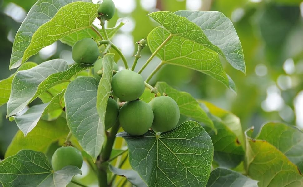 Ratanjot Jatropha