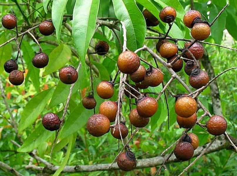 Reetha Soapnut