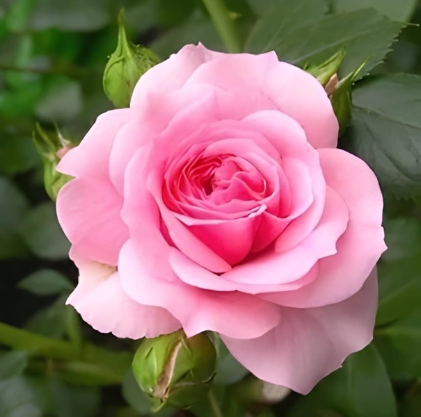 Rose Pink