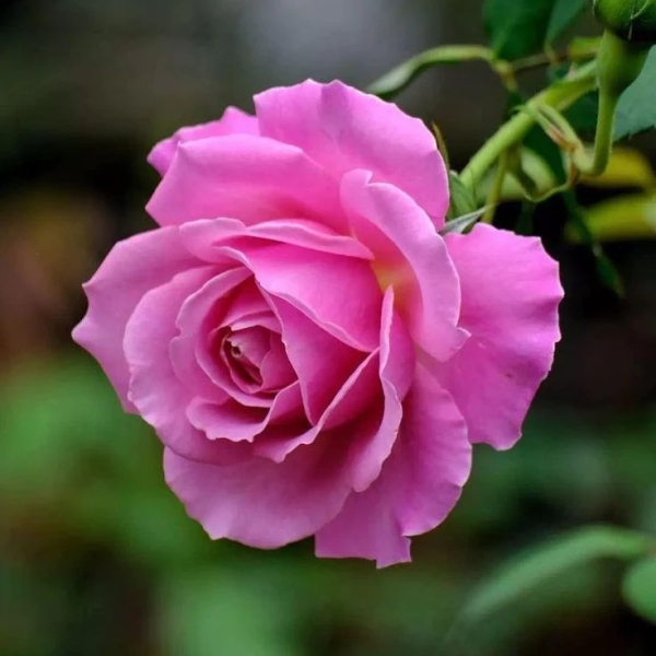 Rose Pink