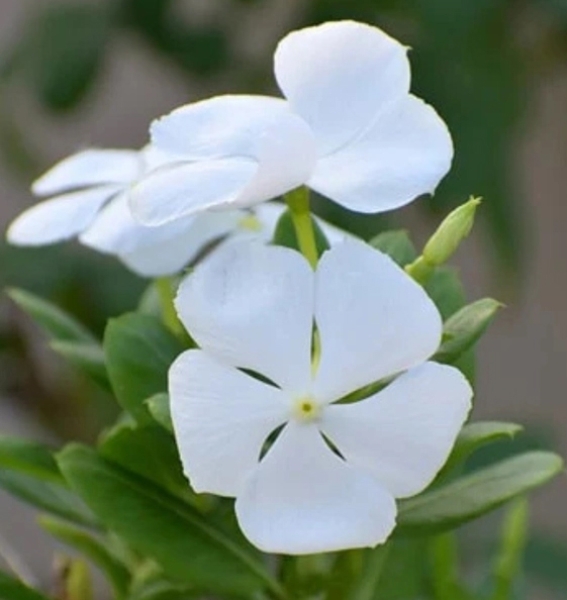 Sadabahar - Baramasi - Vinca