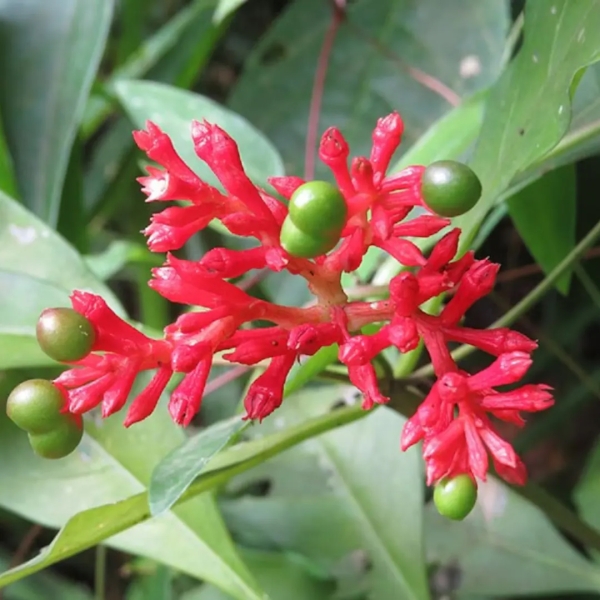 Sarpagandha