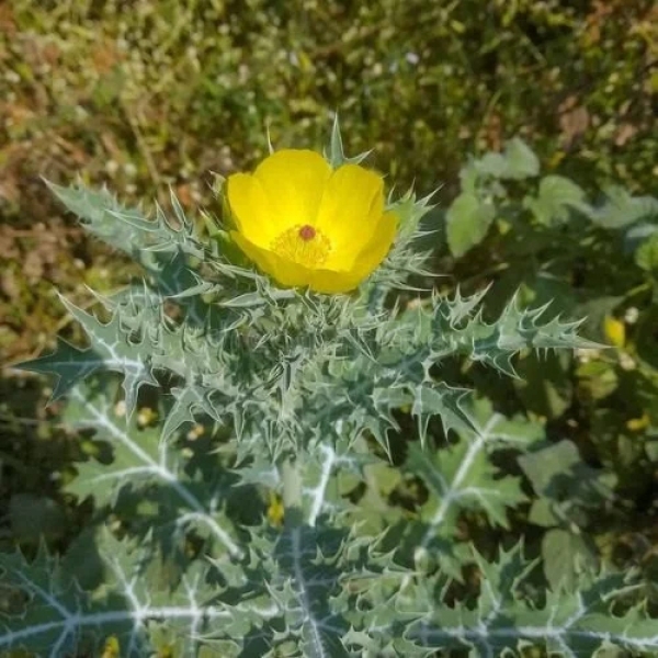 Satyanashi - Yellow Datura