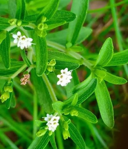 Stevia