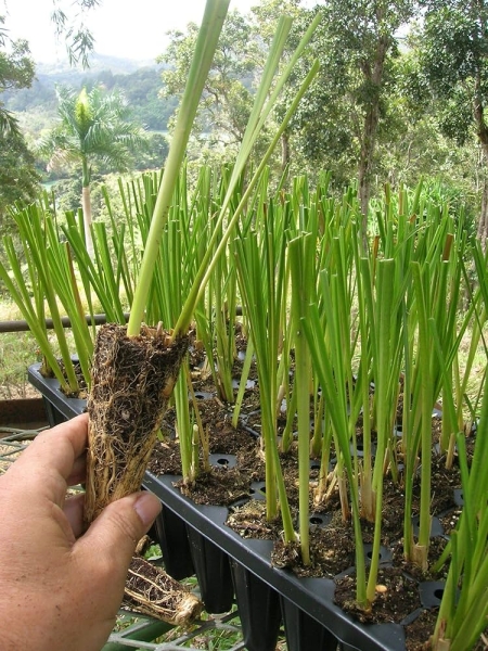 Vettiver Khus Grass